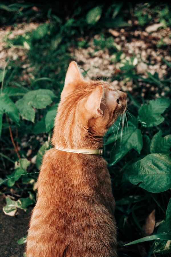 Quelle est l'efficacité des jardins suspendus dans la réduction de la pollution atmosphérique en milieu urbain ?