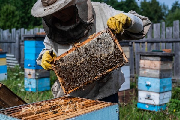 Quels conseils pour se lancer dans l'apiculture urbaine ?